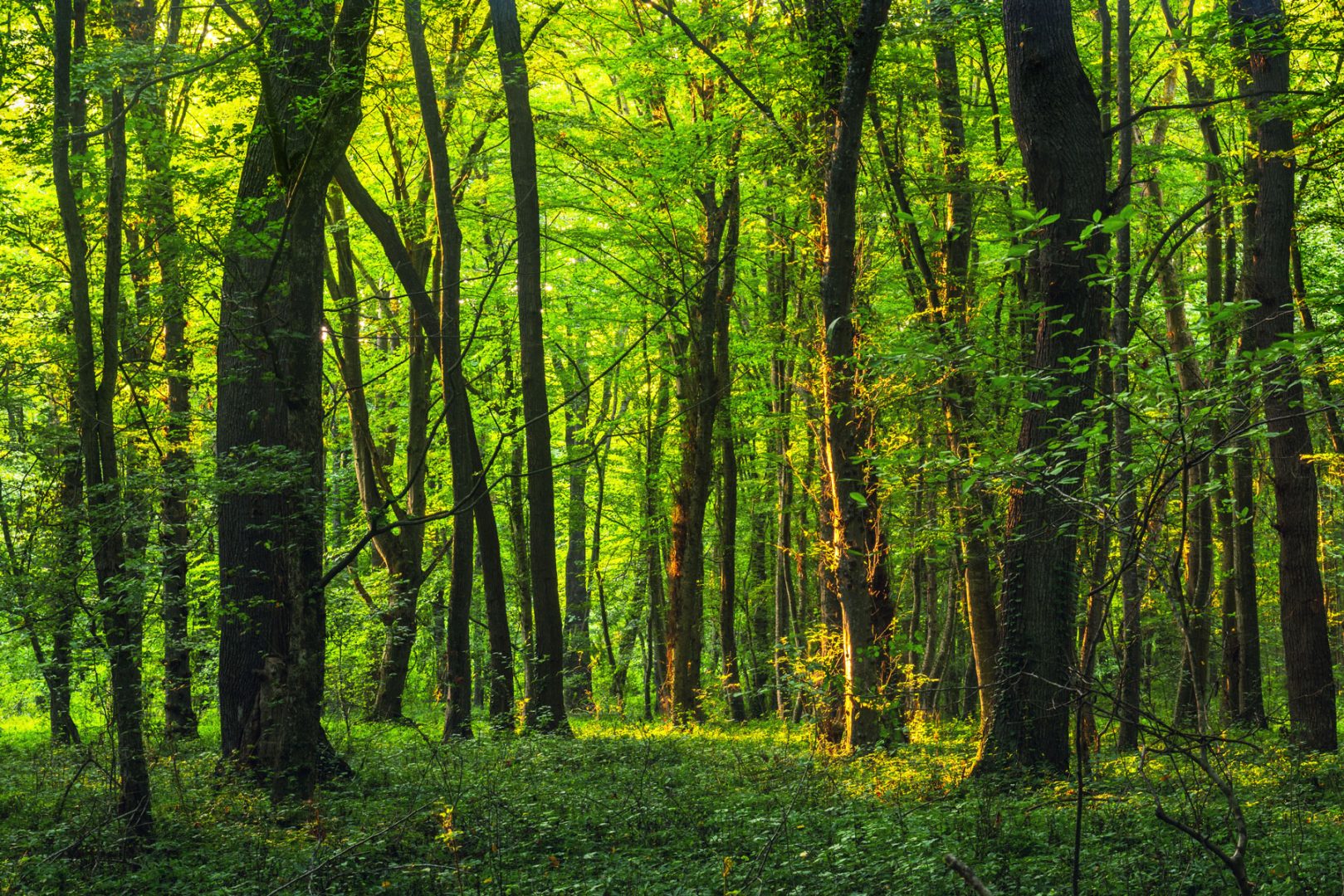 Lichter Sonnenwald
