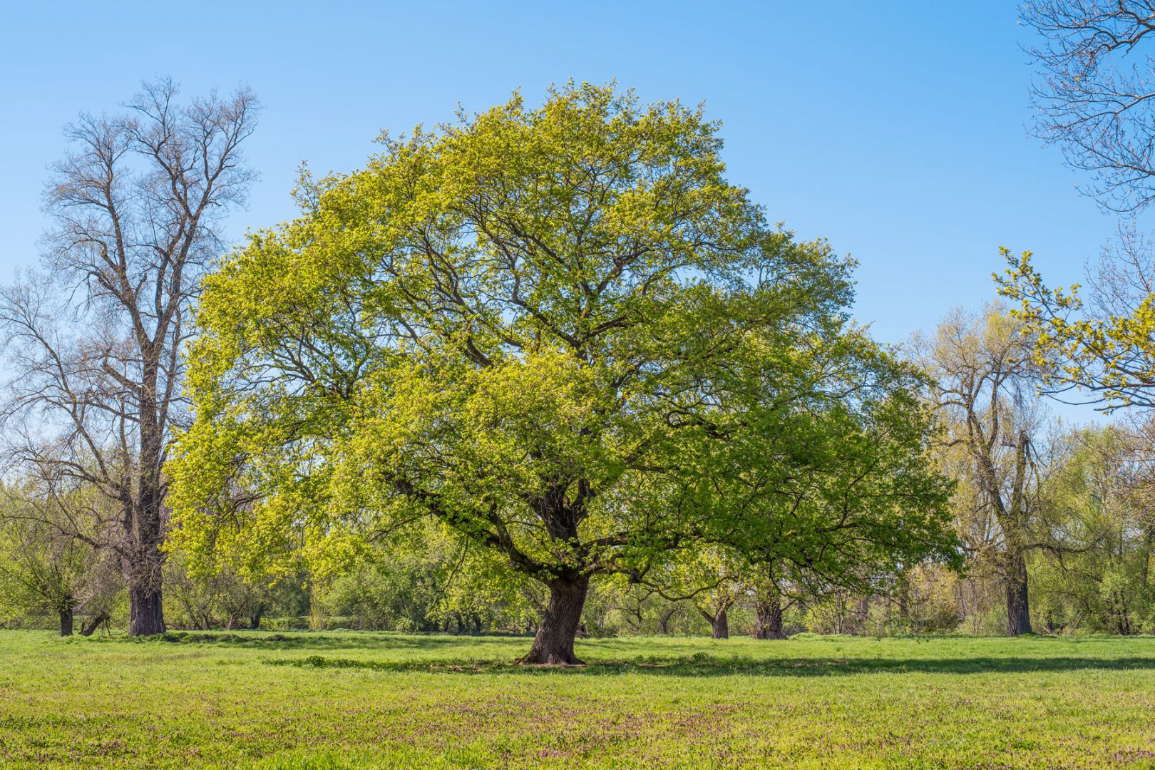 gut gewachsener Baum mit ausladender Krone